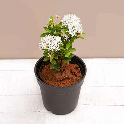 Earth Angels Trothic Ixora/Chethi Plant(Hybrid, Pack of 1)