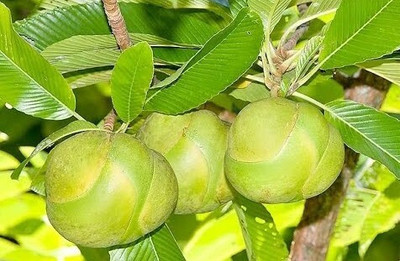 BALA PLANT CREATION Elephant Apple Plant(Hybrid, Pack of 1)