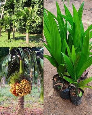 SBGARDEN Betel Nut/Supari Plant(Hybrid, Pack of 1)