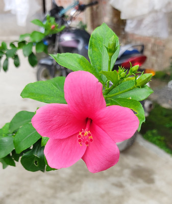 ABC Hibiscus Plant(Hybrid, Pack of 1)