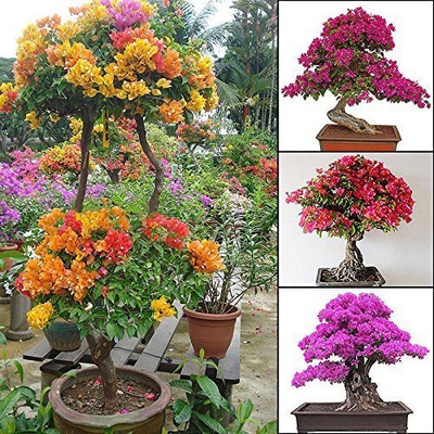 Bakuchi Baugainvillea Plant(Hybrid, Pack of 1)