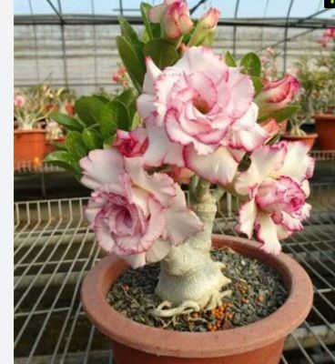 Bakuchi Adenium Plant(Hybrid, Pack of 1)