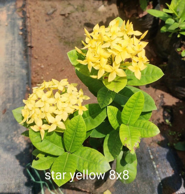 Platone Ixora Plant(Hybrid, Pack of 1)