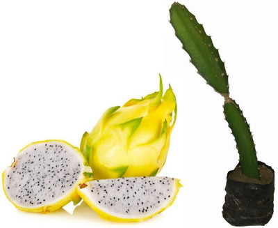 Bakuchi Dragon Tree(Hybrid, Pack of 1)