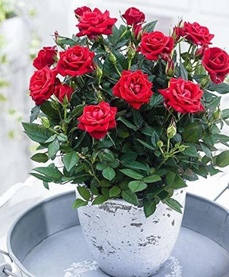 FURYHUB Rose Plant(Hybrid, Pack of 1)