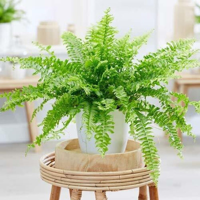 Cloud Farm Fern Plant(Hybrid, Pack of 1)