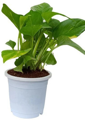 LeafLinkPlants Money Plant(Hybrid, Pack of 1)
