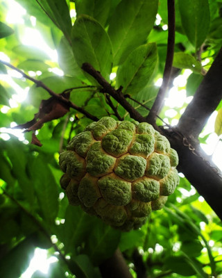 KUMUBON Custard Apple Plant(Hybrid, Pack of 1)