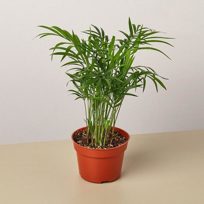 Bakuchi China Palm Plant(Hybrid, Pack of 1)