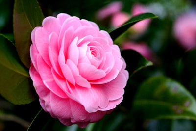 PB EVERGHREEN ZZ Plant(Hybrid, Pack of 1)