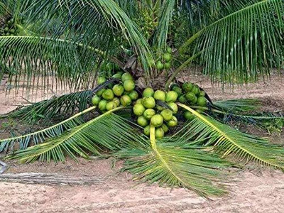 the green dotcom Coconut Plant(Hybrid, Pack of 1)