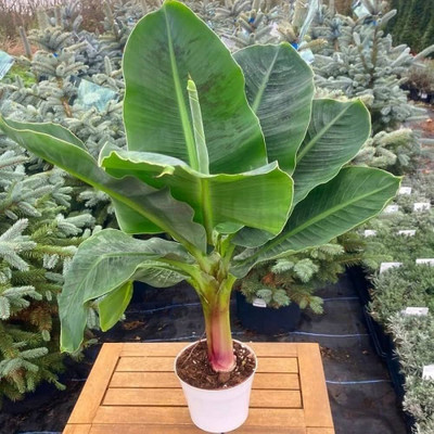 Cloud Farm Banana Plant(Hybrid, Pack of 1)