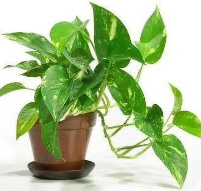 LivePlant Money Plant(Hybrid, Pack of 1)