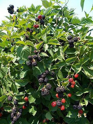 Agacha Shahtoot/Mulberry Plant(Hybrid, Pack of 1)