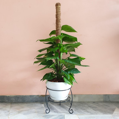 rimi Money Plant(Hybrid, Pack of 1)