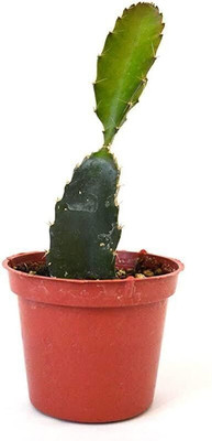 rimi Dragon Tree(Hybrid, Pack of 1)