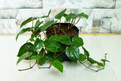 Bakuchi Betel Leaf Plant(Hybrid, Pack of 1)