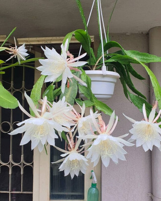 MONDALPALANT Brahma Kamal Plant(Hybrid, Pack of 1)
