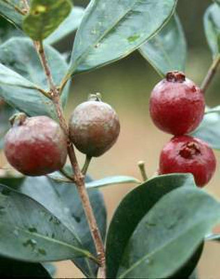 Agacha Guava Plant(Hybrid, Pack of 1)