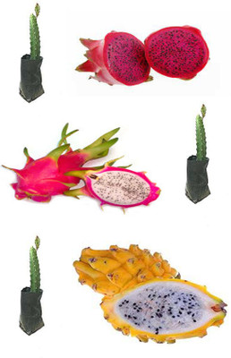 rimi Dragon Tree(Hybrid, Pack of 1)