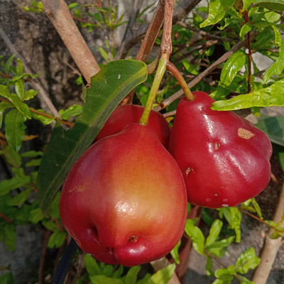Cloud Farm Java Plum Plant(Hybrid, Pack of 1)