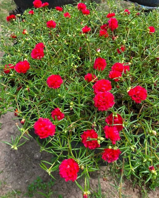 KrishnaNursery Lily Plant(Hybrid, Pack of 1)