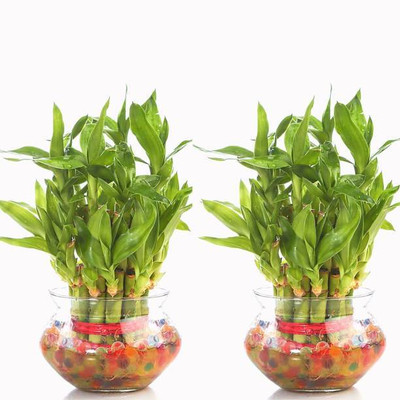 AGRAWBIC Two Layer Bamboo Plant(Hybrid, Pack of 1)