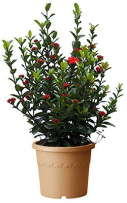 Bakuchi Trothic Ixora/Chethi Plant(Hybrid, Pack of 1)