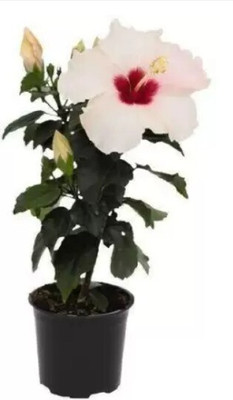 Khushi Prova Hibiscus Plant(Hybrid, Pack of 1)