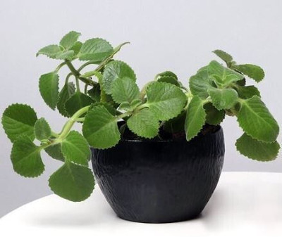 Narumanam Ajwine Plant(Hybrid, Pack of 1)