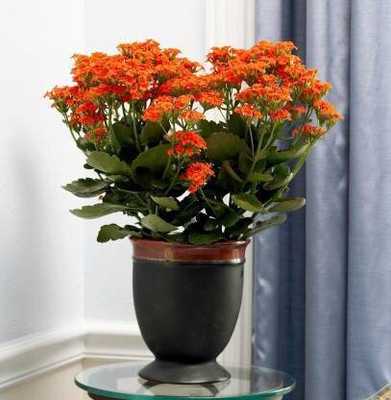 Bakuchi Kalanchoe Plant(Hybrid, Pack of 1)