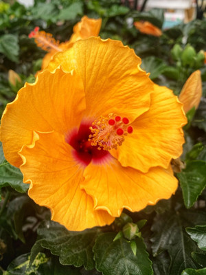 Bakuchi Hibiscus Plant(Hybrid, Pack of 1)