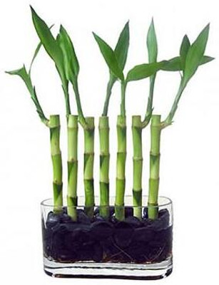 ARYAN EVERGREEN Two Layer Bamboo Plant(Hybrid, Pack of 1)