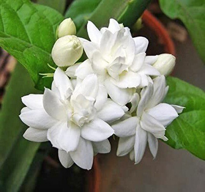 Agacha Jasmine Plant(Hybrid, Pack of 1)