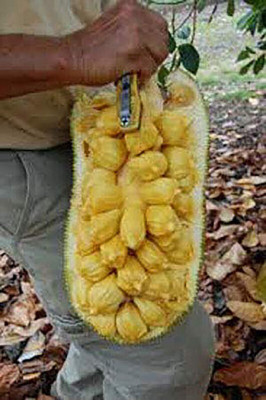 MiracleGarden Jackfruit Plant(Hybrid, Pack of 1)