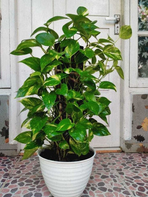 Aquinnah Money Plant(Hybrid, Pack of 1)