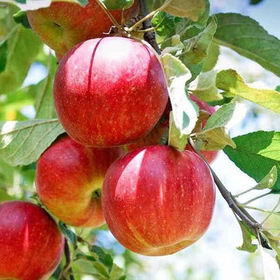 Cloud Farm Apple Plant(Hybrid, Pack of 1)