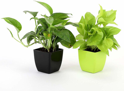 Aquinnah Money Plant(Hybrid, Pack of 1)
