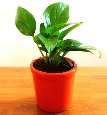 SBGARDEN Money Plant(Hybrid, Pack of 1)