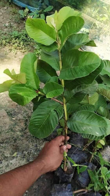 Agacha Guava Plant(Hybrid, Pack of 1)