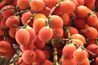 Agacha Betel Nut/Supari Plant(Hybrid, Pack of 1)