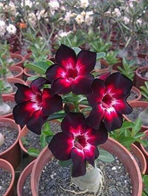 Cloud Farm Trothic Ixora/Chethi Plant(Hybrid, Pack of 1)