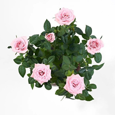 Khushi Prova Rose Plant(Hybrid, Pack of 1)