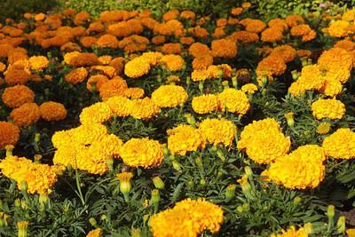 BrijBooti marigold/gende ka phool flower seeds Seed(25 per packet)