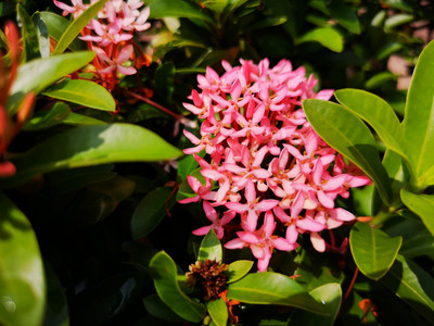 Greenery Nursery Ixora Mini Pink Flowering Plant(Hybrid, Pack of 1)
