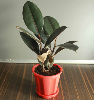 PlantQuipo Rubber Tree(Hybrid, Pack of 1)