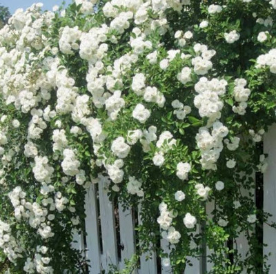 Cloud Farm Rose Plant(Hybrid, Pack of 1)