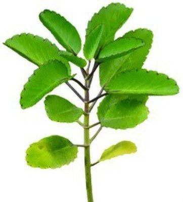 Agacha Bryophyllum Pinnatum/Patharchatta Plant(Hybrid, Pack of 1)