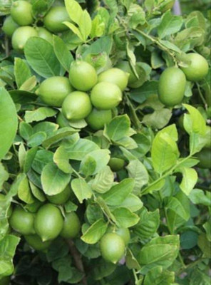 the green dotcom Lemon Plant(Hybrid, Pack of 1)