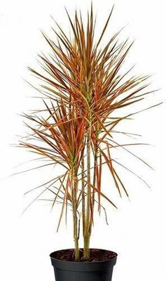 Bakuchi Dracaena marginata Plant(Hybrid, Pack of 1)
